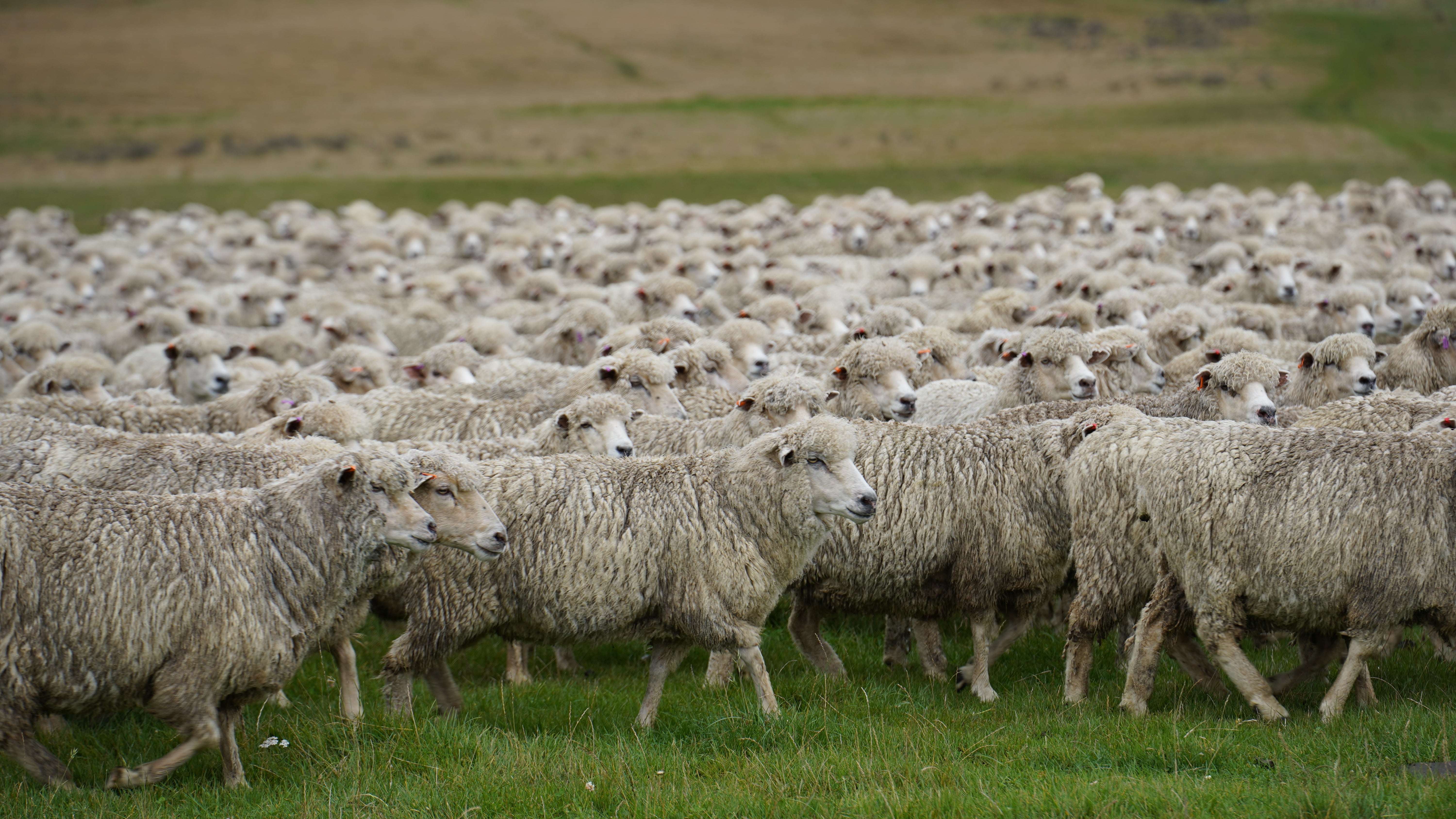 The History of Wool
