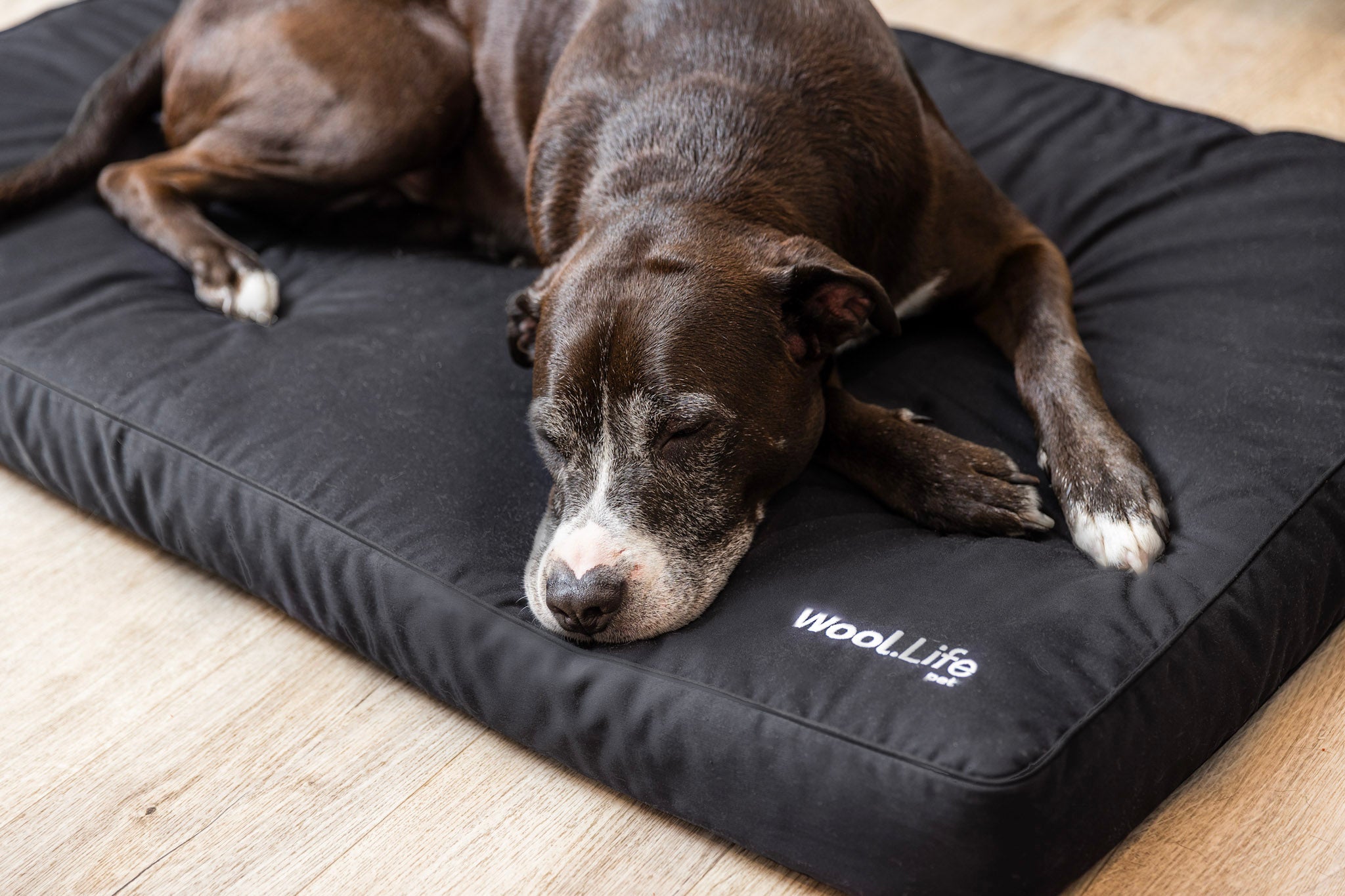 Dog Beds - Wool.Life